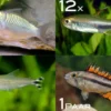 Zierfisch-Sortiment Amazonas für 100 cm