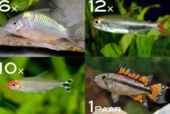 Zierfisch-Sortiment Amazonas für 100 cm