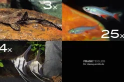 Zierfisch-Sortiment Amazonas für 120 cm