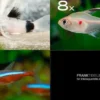 Zierfisch-Sortiment Amazonas für 80 cm
