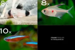 Zierfisch-Sortiment Amazonas für 80 cm