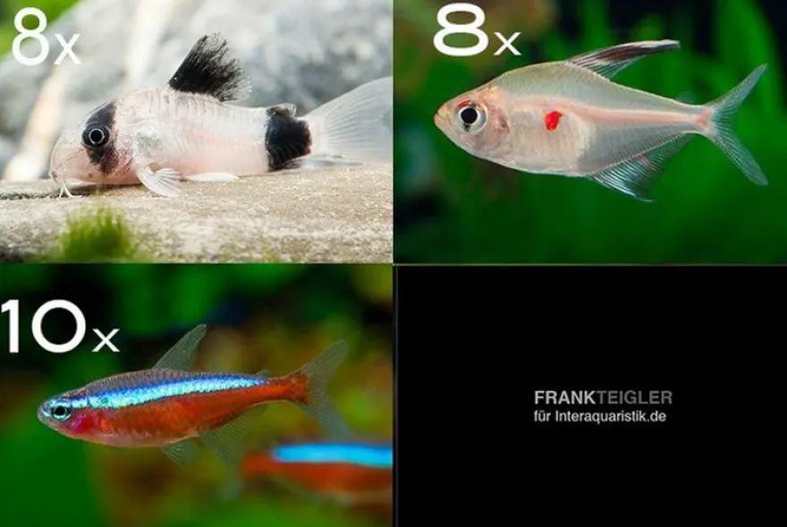 Zierfisch-Sortiment Amazonas für 80 cm