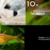 Zierfisch-Sortiment Amazonas für 60 cm