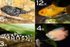Zierfisch-Sortiment Asien für 120 cm