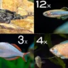 Zierfisch-Sortiment Asien für 100 cm