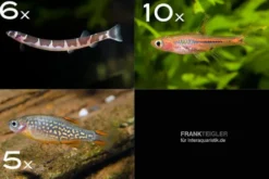 Zierfisch-Sortiment Asien für 60 cm