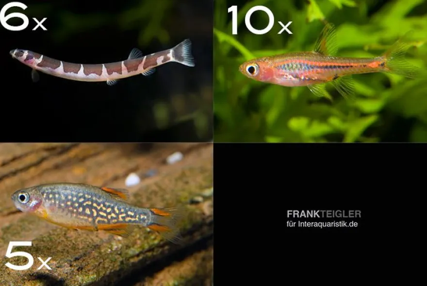 Zierfisch-Sortiment Asien für 60 cm