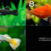 Zierfisch-Sortiment Deutschland für Becken ab 100 cm