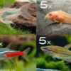 Zierfisch-Sortiment Einsteiger für 100 cm