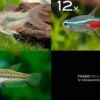 Zierfisch-Sortiment Einsteiger für 80 cm