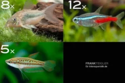 Zierfisch-Sortiment Einsteiger für 80 cm