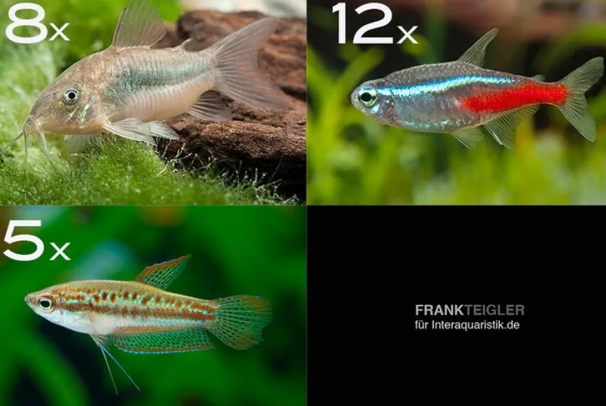 Zierfisch-Sortiment Einsteiger für 80 cm