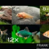 Zierfisch-Sortiment Hartwasser für 100 cm