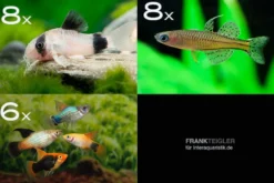 Zierfisch-Sortiment Hartwasser für 80 cm