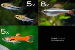 Zierfisch-Sortiment Hartwasser für 60 cm