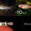 Zierfisch-Sortiment Minifische für Becken ab 60 cm