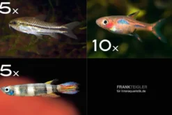 Zierfisch-Sortiment Minifische für Becken ab 60 cm