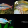 Zierfisch-Sortiment Regenbogenfische für 120 cm