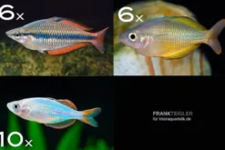 Zierfisch-Sortiment Regenbogenfische für 120 cm