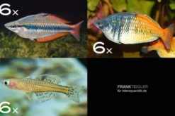 Zierfisch-Sortiment Regenbogenfische für 100 cm