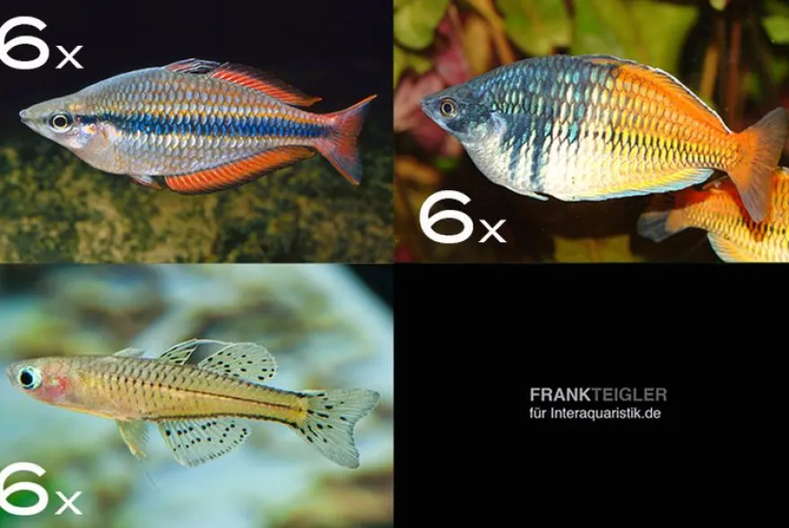 Zierfisch-Sortiment Regenbogenfische für 100 cm