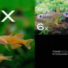Zierfisch-Sortiment Regenbogenfische für 60 cm