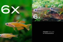 Zierfisch-Sortiment Regenbogenfische für 60 cm