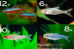 Zierfisch-Sortiment Salmler rot/blau ab 100 cm