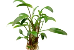Zierlicher Wasserkelch, Cryptocoryne lucens, im Topf