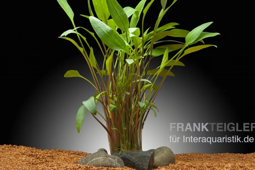 Zierlicher Wasserkelch, Cryptocoryne lucens, im Topf