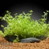 Zierliches Perlenkraut, Hemianthus micranthemoides, im Topf