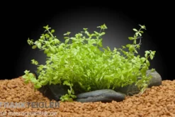 Zierliches Perlenkraut, Hemianthus micranthemoides, im Topf