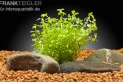 Zierliches Perlenkraut, Hemianthus micranthemoides, im Topf