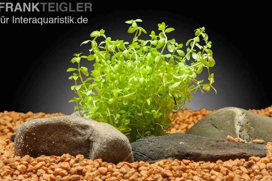 Zierliches Perlenkraut, Hemianthus micranthemoides, im Topf