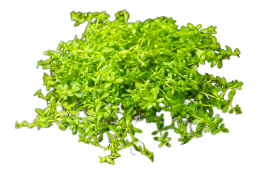 Zierliches Perlenkraut, Hemianthus micranthemoides, im Topf