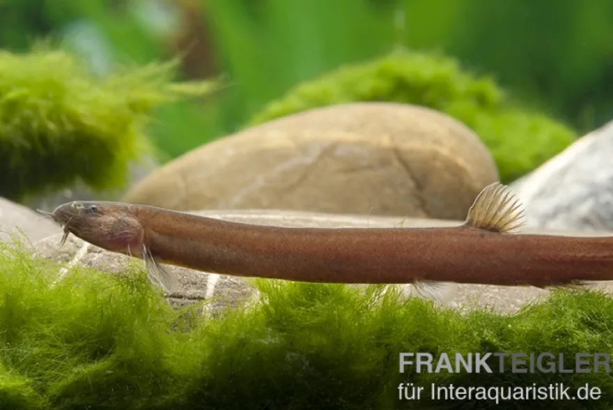 Zimtfarbenes Dornauge, Pangio pangia