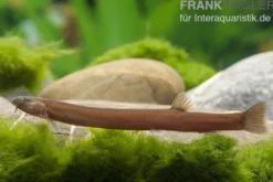 Zimtfarbenes Dornauge, Pangio pangia