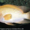 Zitronenbuntbarsch, Amphilophus citrinellus