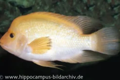Zitronenbuntbarsch, Amphilophus citrinellus