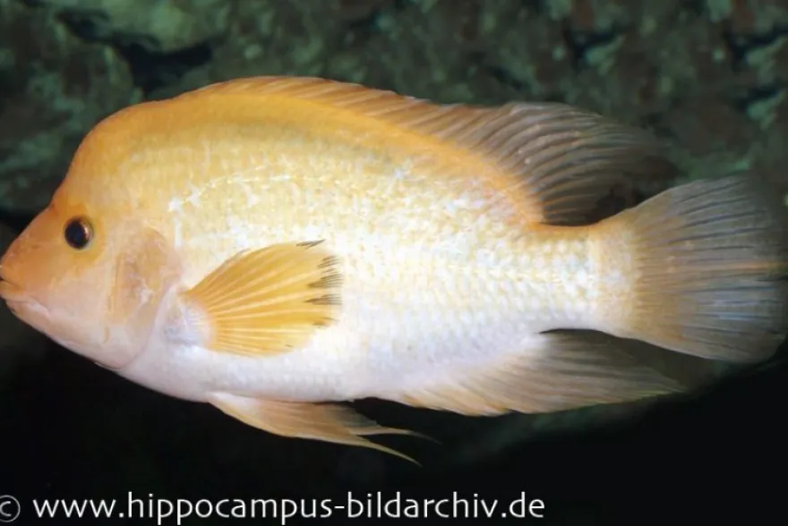Zitronenbuntbarsch, Amphilophus citrinellus