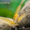 Zitronengelbe Amanogarnele, Caridina multidentata "Yellow"