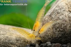 Zitronengelbe Amanogarnele, Caridina multidentata "Yellow"