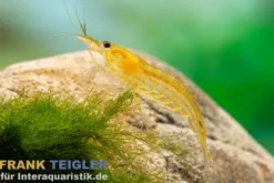 Zitronengelbe Amanogarnele, Caridina multidentata "Yellow"
