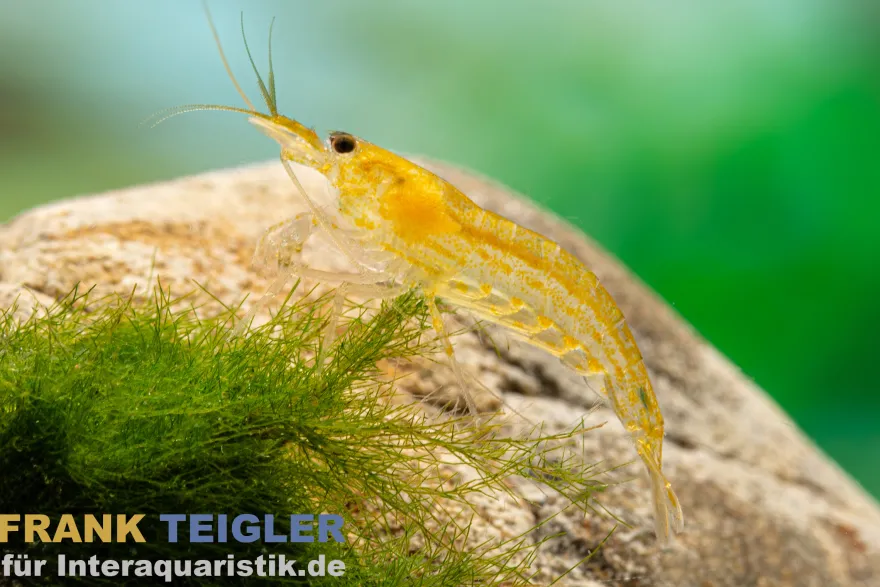 Zitronengelbe Amanogarnele, Caridina multidentata "Yellow"