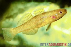 Zitronengrundel, Mugilogobius rexi (Minifisch)
