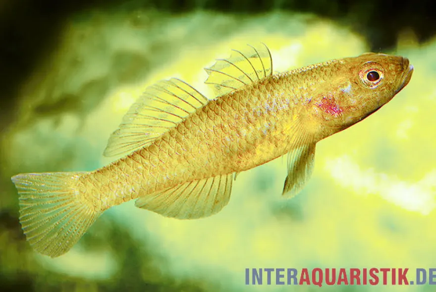 Zitronengrundel, Mugilogobius rexi (Minifisch)