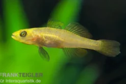 Zitronengrundel, Mugilogobius rexi (Minifisch)