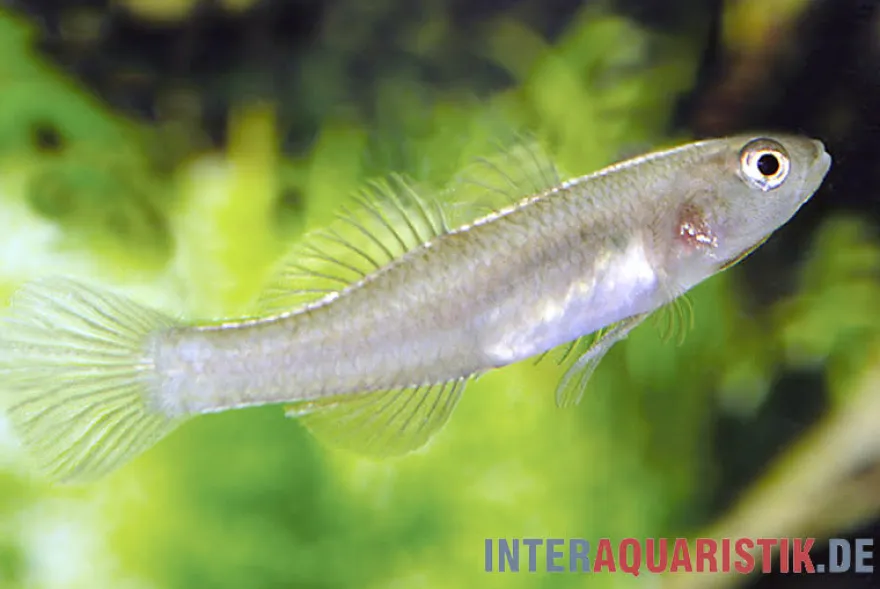 Zitronengrundel, Mugilogobius rexi (Minifisch)