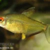Zitronensalmler, Hyphessobrycon pulchripinnis