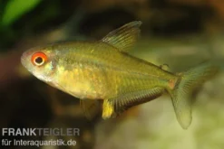 Zitronensalmler, Hyphessobrycon pulchripinnis